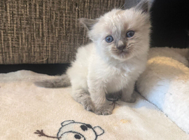 Last 2 male Ragdoll Kitten ready in 3 weeks!