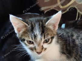Kittens for sale
