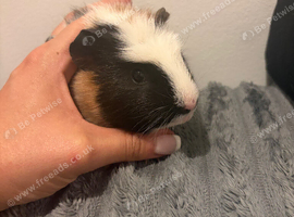 Female 3 month old tame guinea pig
