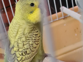 3 x YOUNG BUDGIES