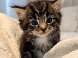 Exceptional Turkish Angora x Kittens in Belper