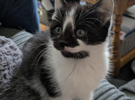Black & white beautiful female kitten 9 weeks old
