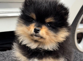 1 Pomeranian girl pup READY NOW!
