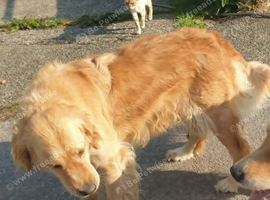 Gorgeous 6 year old female