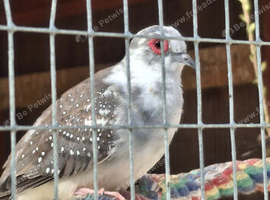 Pied Diamond Doves.