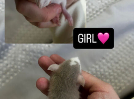 Baby Dumbo Rats