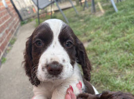 Working cocker spaniel puppy&rsquo;s