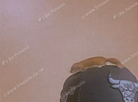 Micro Sqirrel