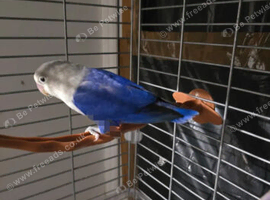 Lovebirds