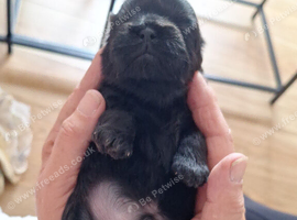 Shih tzu pup