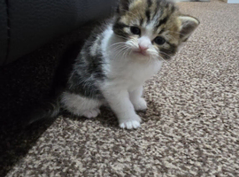 Cute male kitten