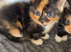 Kittens