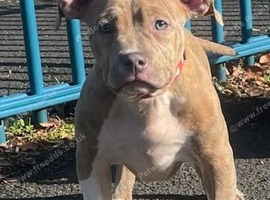 Last remaining pup reduced price! Quality pocket bullies️