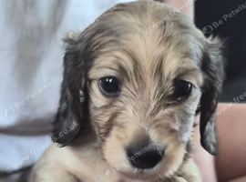 Long haired miniature daschund pups