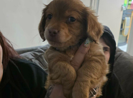 13 week old chiweenie