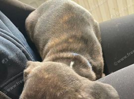 Puppies looking for there forever loving homes