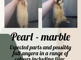 Waiting list now open for part, semi and full angora