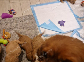 Beautiful F1 Red Cavapoo Puppies, Fully Health tested.