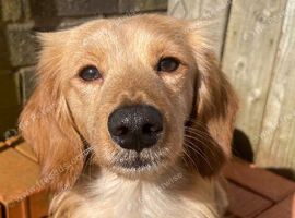Longhaired Miniature Dachsunds - Waitlist now open
