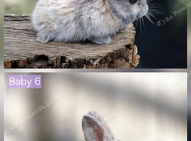 Baby rabbits