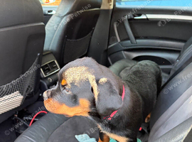 Rottweiler puppies