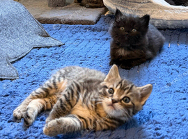 Gorgeous kittens ready to go!