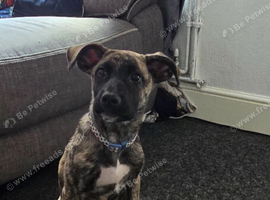 Koa pressa x husky