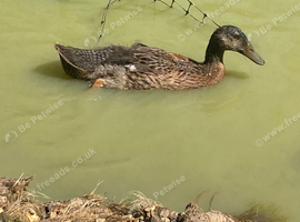 Indian runner ducks - 6 weeks old NN1