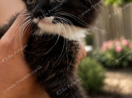 Cheap Gorgeous Fluffy kitten for sale 10 weeks old