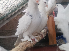 pigeon for sale