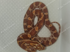 cb26 Amel cornsnake for sale