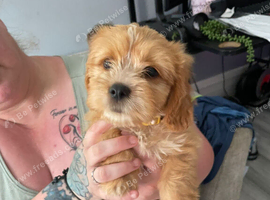 Gorgeous cock-a-tzu female pup