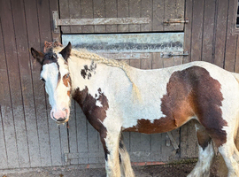 5 year old cob mare