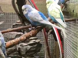 Young budgies