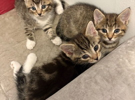 Ready for forever homes