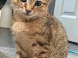 Bengal x maincoon