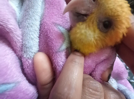 Super tamed caique