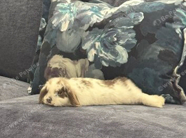 4/5 month old girl
