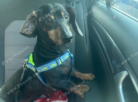 Daschund 7yrs. Male. Looking for a loving home.