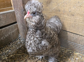 Chickens, ducks and geese
