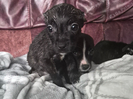 Staffy pups
