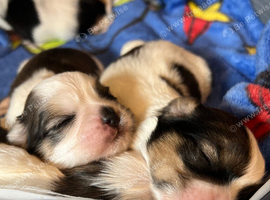 Shih tzu cross Lhasa apso