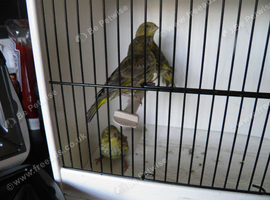 3 X Greenfinch