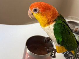 Beautiful Caique Parrot for Sale &ndash; Includes Cage