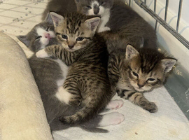 Kittens