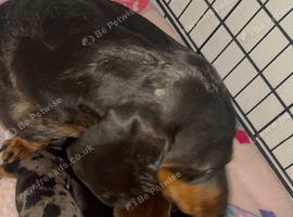 Miniature dachshund