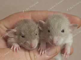 Male and Female Dumbo Rats