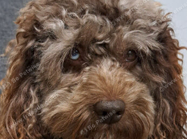 Cockapoo for stud chocolate merle