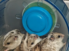 Chinese Dwarf baby hamsters the main pic is first litter others are new litter please look not usually sold, so cute honestly ENCLOSURES AVAILABLE