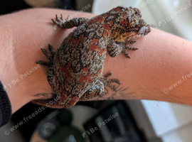Pyro - Female Reticulated Gargoyle Gecko
